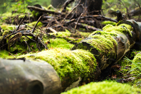 tree trunk with green moss in wild forestの写真素材