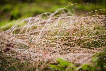 Great shot for environmental concept. Drops after the rain in the forestの写真素材