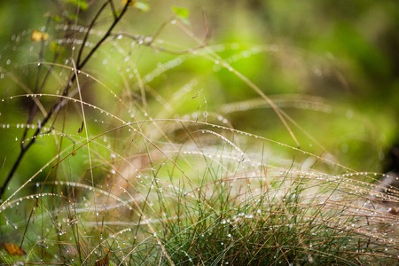 Fresh grass with dew drops close up macroの写真素材