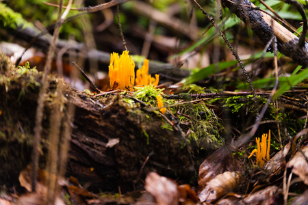 Small stagshorn fungus, Calocera cornea growing on beech woodの写真素材