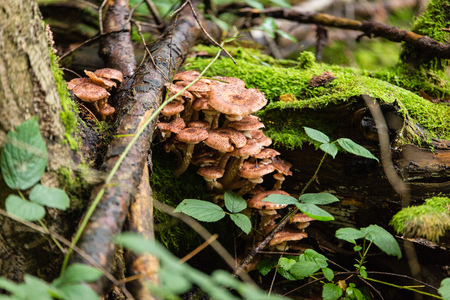 Group of beautiful mushrooms in the moss on a log at forest macroの写真素材