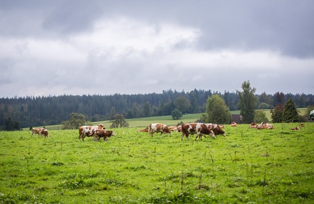 Cows in Bavaria Germany on green pasture fieldの写真素材