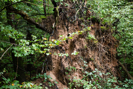 A large tree uprooted by a stormの写真素材