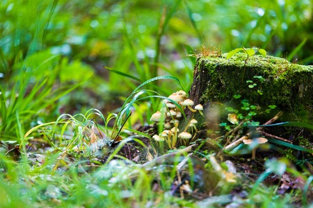 small mushrooms toadstools in forest selective focusの写真素材