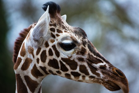 Giraffe portrait close up from the sideの写真素材