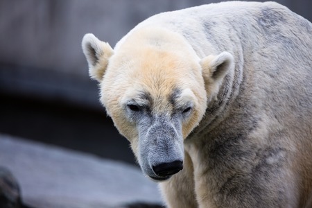 White polar ice bear portrait Ursus maritimusの写真素材
