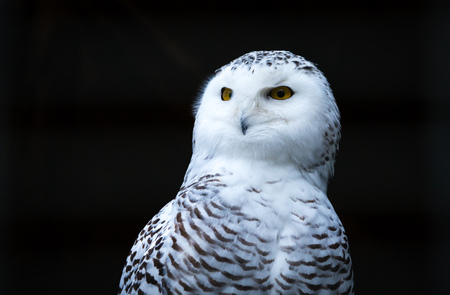 Portrait of Bird snowy owl sitting and watchingの写真素材