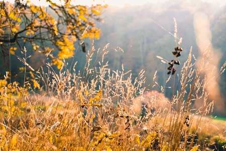 beautiful autumn field of grass during sunset