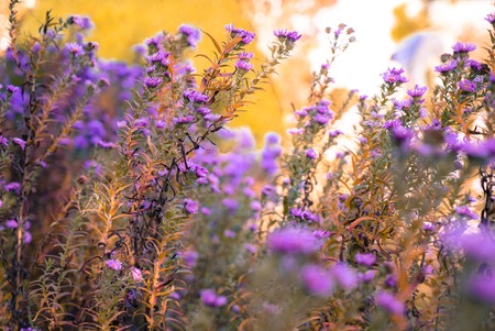 Heather flowers on a fall, autumn meadow in shining setting sun that gives warm mood. Vintage retro style.の写真素材