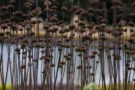 silhouette of dried flowers and plants on a background sunset. Shallow depth of field