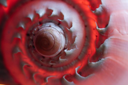 shining spiral snail shell macro background, shallow depth of fieldの写真素材