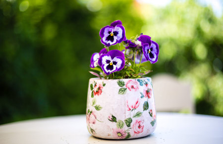 plant pot with pansy flowers in summerの写真素材