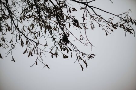 linden tree in misty foggy atmosphere of autumnの写真素材