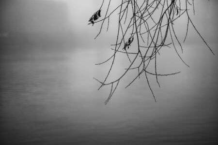 branches of a willow tree hangig above river in foggy atmosphere in black and whiteの写真素材