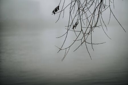 branches of willow tree hangig above riverの写真素材