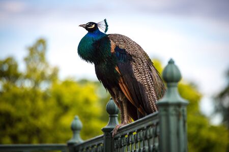 a beautiful peacock sitting on metal railingの写真素材