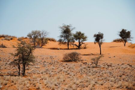 several gazelles standing in desert heat of namibiaの写真素材
