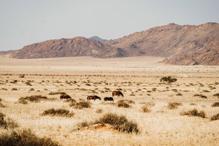 wild horses searching for water, roaming around in Namibiaの写真素材