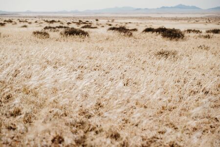 grass in open landscape of african savannaの写真素材