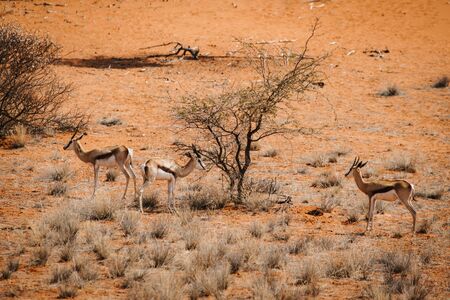 three gazelles standing in the desert with red sandの写真素材