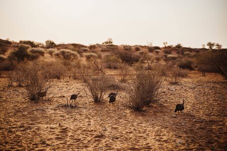 guinea fowls survive and exist in the harsh conditions of Southern Africaの写真素材