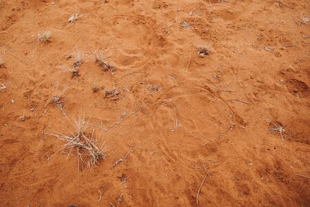 White Rhinoceros footprint in red savannah sandの写真素材