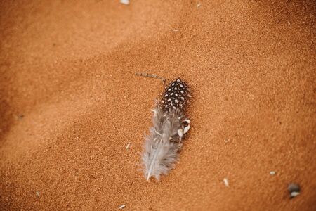 Small feather of guinea-fowl stuck at red beach or desert sandの写真素材
