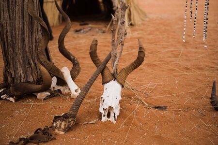 skeleton animal heads and traditional jewellery in sand desertの写真素材