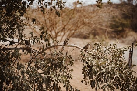 A gathering of sparrow birds at dusk close to the African desertの写真素材