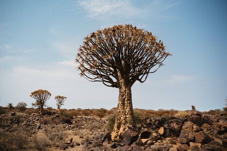 The quiver tree, or aloe dichotoma, Keetmanshoop, Namibiaの写真素材