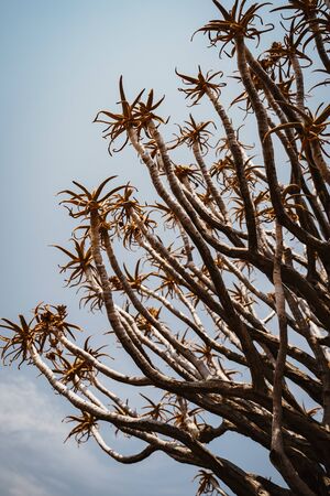 The quiver tree, or aloe dichotoma, Keetmanshoop, Namibiaの写真素材