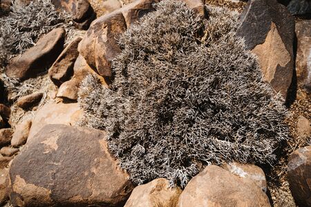 driep up plants, drought tree in desert landscapeの写真素材