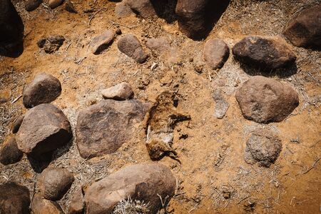 corps of dead animal that has died due to drought in namibiaの写真素材