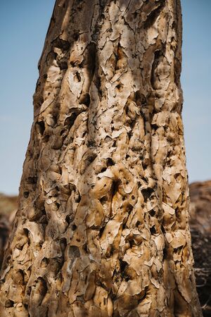 The quiver tree, or aloe dichotoma, Keetmanshoop, Namibiaの写真素材