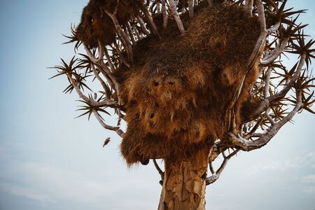 photo of Quiver Tree with large Social Weaver birds nestの写真素材