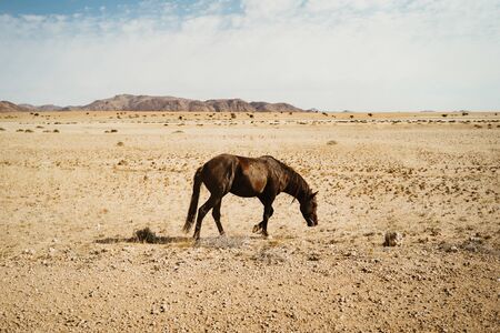 lonely wild horses in the mesmering colorful Namib Desertの写真素材