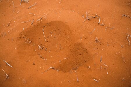 Footprints, prints. Traces of reptiles and animals on red sandの写真素材