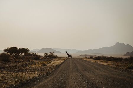 single Giraffe crossing the street and Walking on the gravel road in Namibia, Africaの写真素材