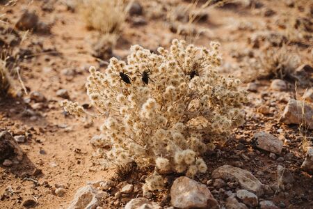 large black crickets in the desert sand of Africa with dry plantsの写真素材