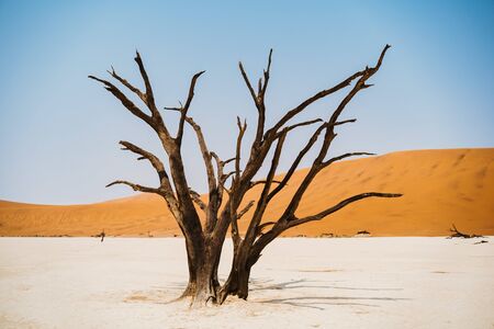 lone dead trees in hot sand desert with sunの写真素材