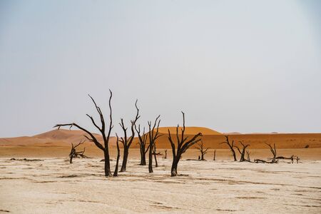 Deadvlei desert sand in Sossusvlei Namibia Africaの写真素材
