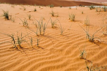 plants growing in dried out desert sandの写真素材
