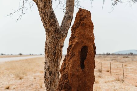 Large termite hill with entering area in the desert of Namibia, Africaの写真素材
