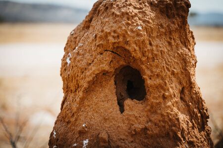 Large termite hill with entering area in the desertの写真素材