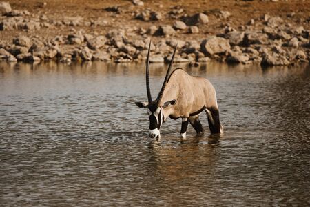 Africa national park with oryx drinking from waterholeの写真素材