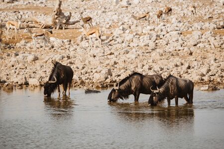 Africa national park with wild buffalos drinking from waterholeの写真素材