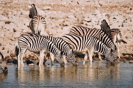Africa national park with zebras drinking from waterholeの写真素材