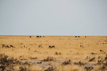 Zebras and springboks in the desert sand of Africaの写真素材