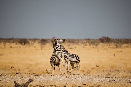 Two zebras fighting and biting each other in the desertの写真素材