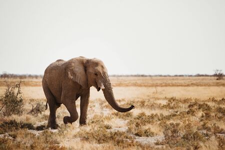 elephant walking in in the African desertの写真素材